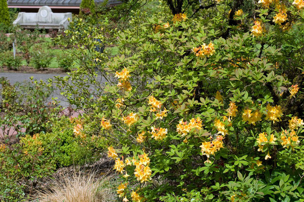 Rosen Garten, Washington Park, Portland