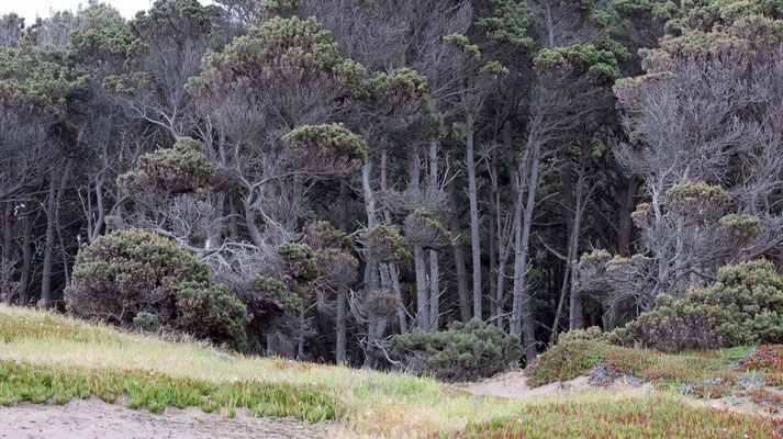 MacKerricher State Park, California