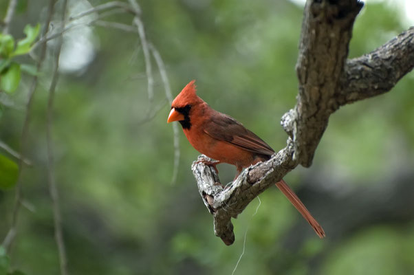 Roter Kardinal ♂, Goose Island State Park (Texas)