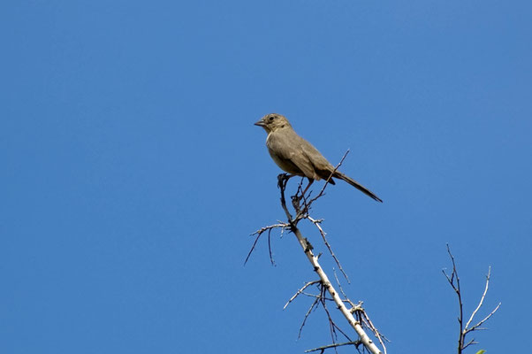 Braunrücken-Grundammer, Catalina State Park