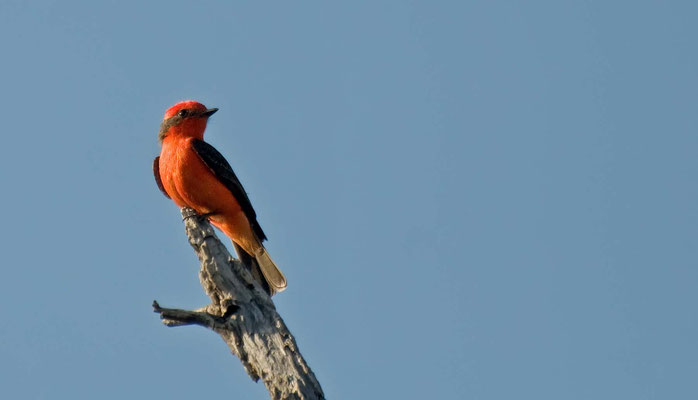 Rubintyrann, Catalina State Park, Arizona