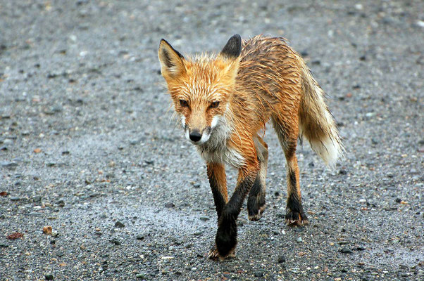 Tropfnasser Rotfuchs auf einem kleinen Rastplatz am Glenn Highway