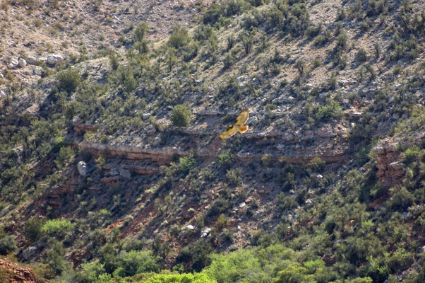 Rotschwanzbussard, Tuzigoot National Monument