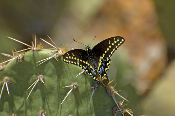 Schwarzer Schwalbenschwanz, Saguaro National Park (East)