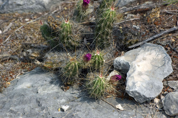 Seminole Canyon State Park