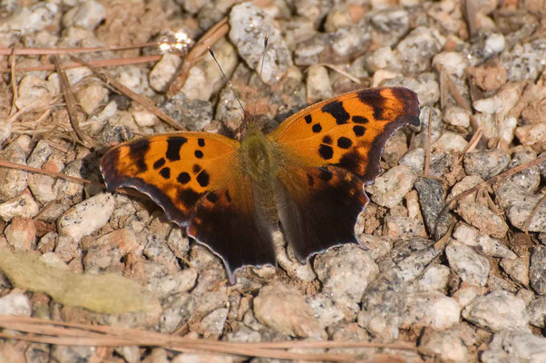 Question Mark, Hard Labor Creek State Park