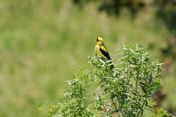 Goldzeisig, Missouri Division of Tourism Rock Port Welcome Center