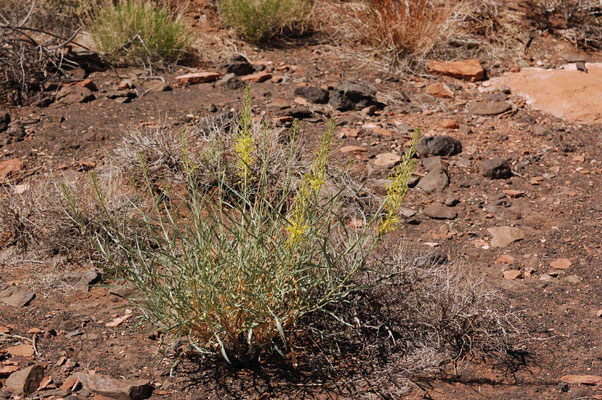 Wupatki National Monument