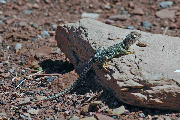 Lizard, Wupatki National Monument