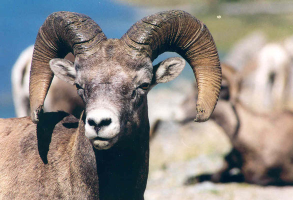 Bighorn sheep (Dickhornschaf), Medicine Lake