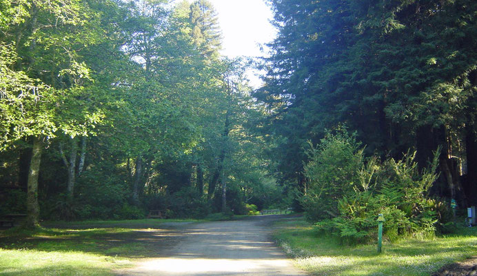 Campground Emerald Forest of Trinidad, California