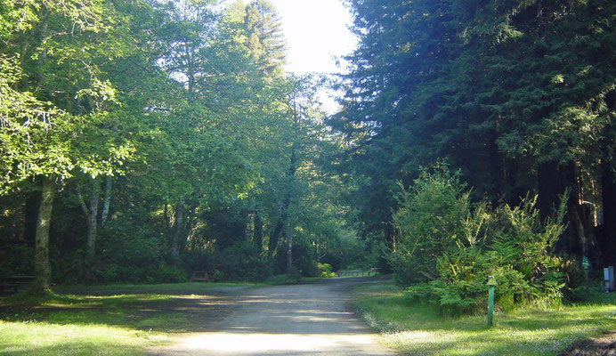 Campground Emerald Forest of Trinidad, California