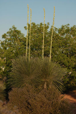  Agave, Wahweap