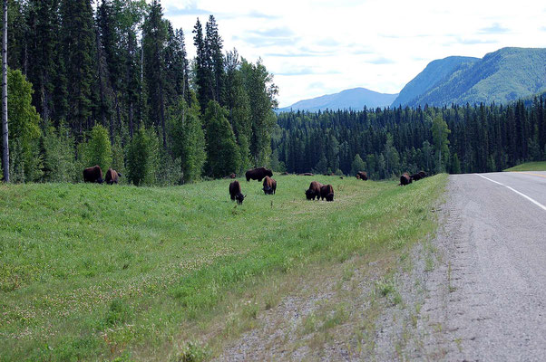 Büffel am Alaska Hwy