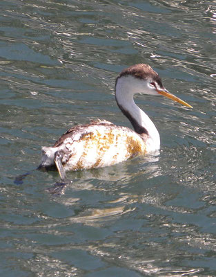 juv. Renntaucher, Santa Barbara