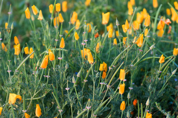 Rancho Jurupa Park, Riverside, California