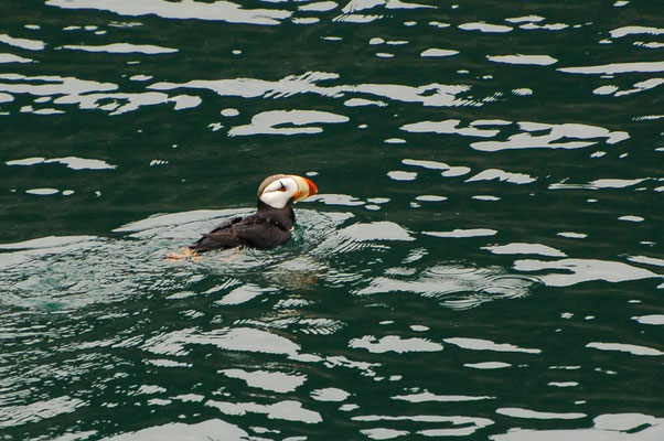 Horned Puffin