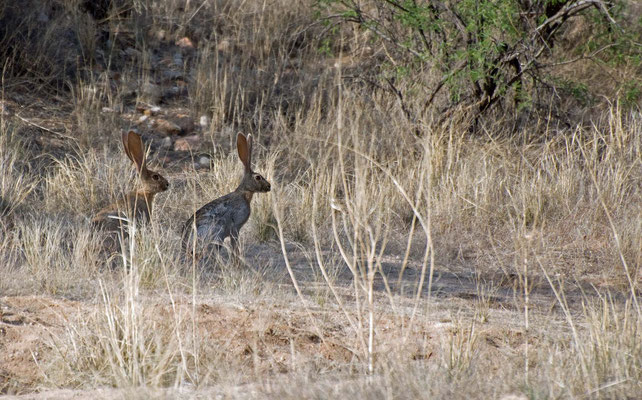 Antilopenhasen, Catalina State Park, Arizona