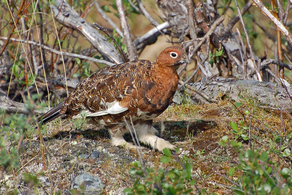 Alpenschneehuhn - Rock Ptarmigan