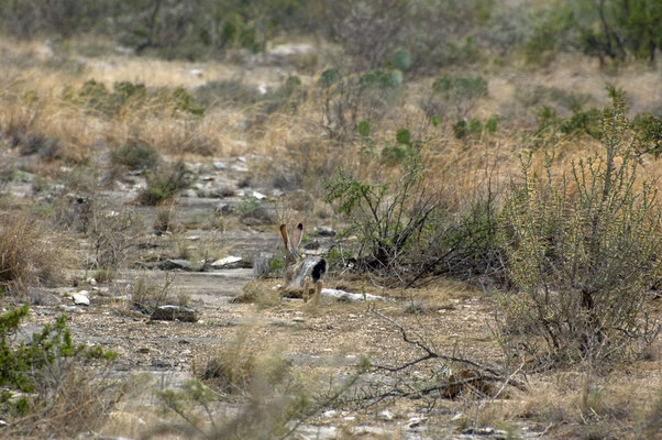 Kalifornischer Eselhase, Seminole Canyon State Park