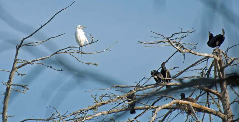 Silberreiher und Ohrenscharben, Morro Bay, California