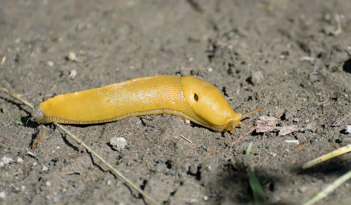 Bananenschnecke, MacKerricher State Park, California