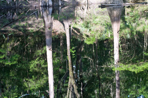 Suwannee River State Park