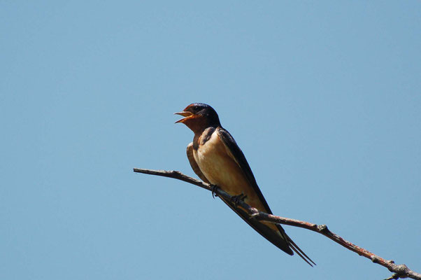 Rauchschwalbe, Missouri Division of Tourism Rock Port Welcome Center