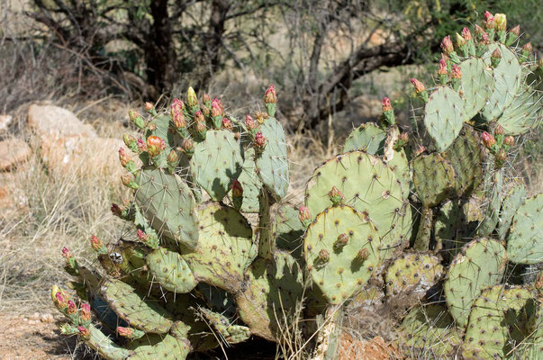 Catalina State Park, Arizona