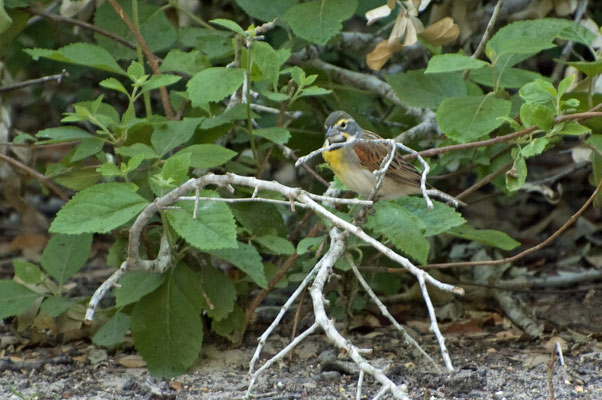 Dickzissel, Goose Island State Park (Texas)