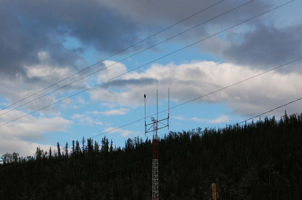 junger Weißkopfseeadler auf einem Antennenmast