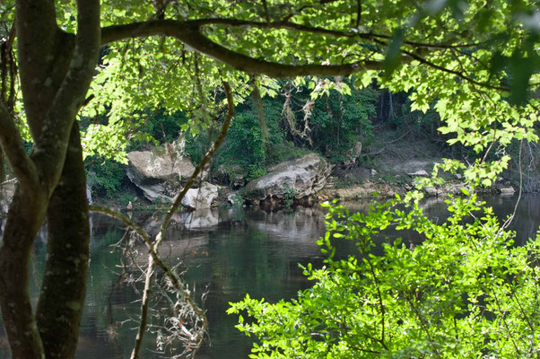 Suwannee River State Park