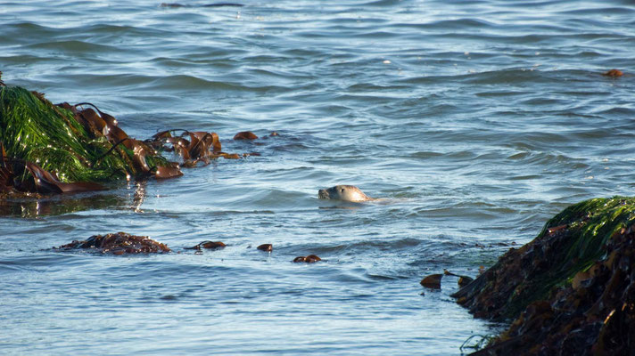 Seehunde, MacKerricher State Park, California