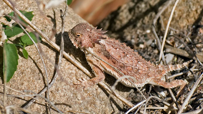 Königs-Krötenechse, Catalina State Park, Arizona