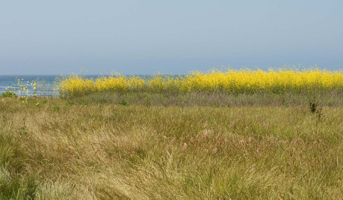 Estero Bluffs, California