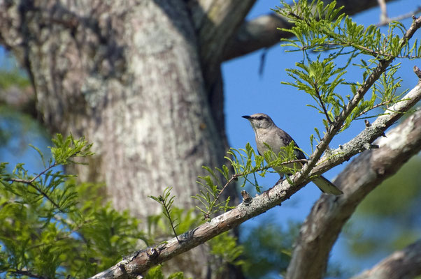 Mockingbird, Rastplatz Atchafalaya Willkommen Zentrum (Louisiana)