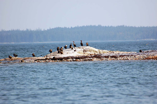 Wonder Land, Acadia