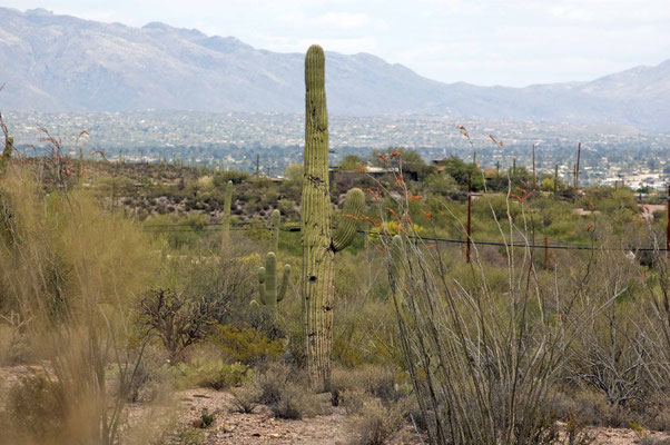 Saguaro Kakteen nahe dem Int'l Wildlife Museum, Tucson