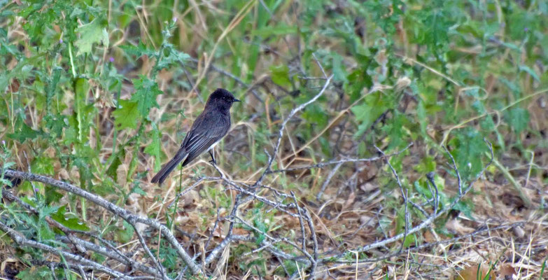 Schwarzkopf-Phoebetyrann, Cachuma Lake Recriation Area, California