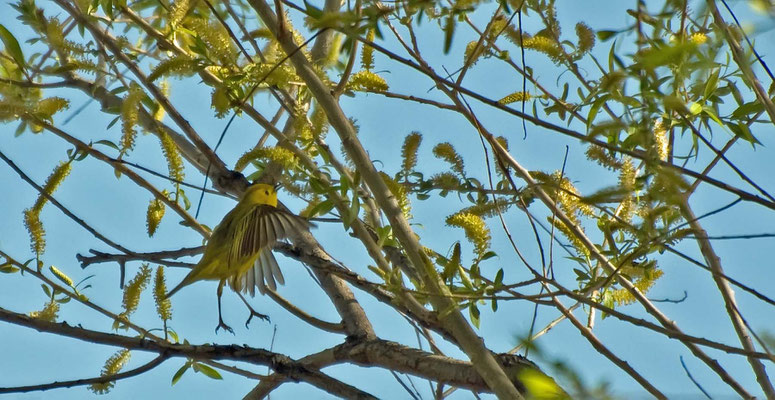 Goldwaldsänger, North Platte River, Fort Caspar