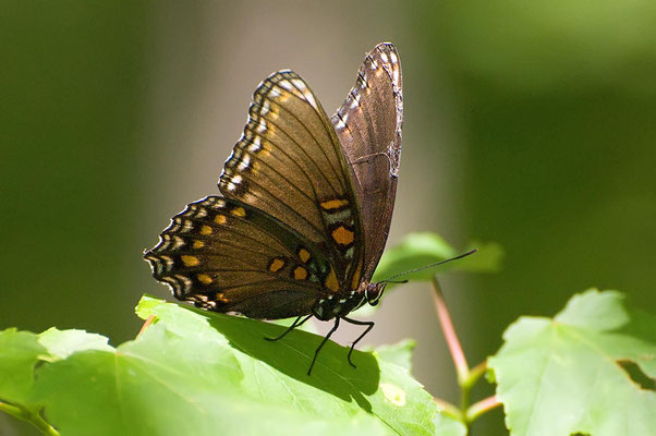 Red-spotted Purple, Indian Springs State Park