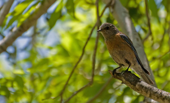 Blaukehl-Hüttensänger, Sweetwater Trail, Cachuma Lake Recriation Area, California