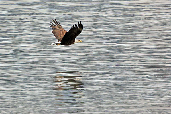 Weißkopfseeadler, Prince William Sound
