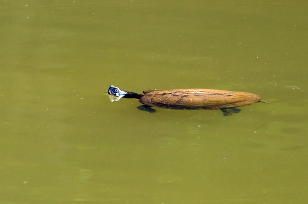 Schmuckschildkröte, Charlie Elliott Wildlife Refuge