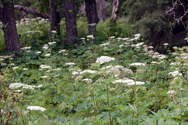 Captain Cook State Recreation Area