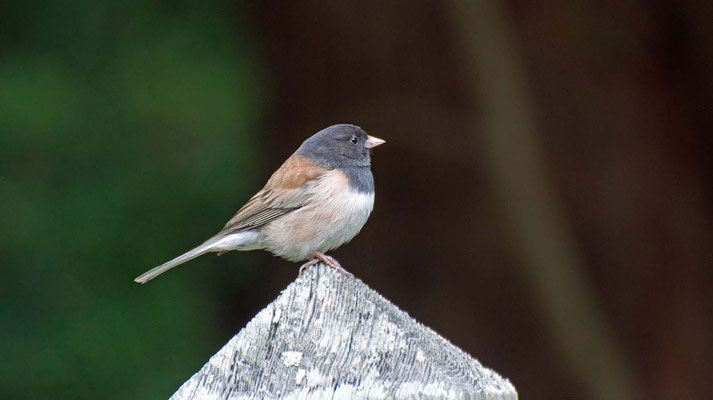 Winterammer ♂, Golden Gate Park, San Francisco