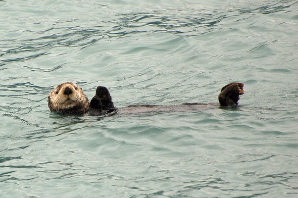 Seeotter