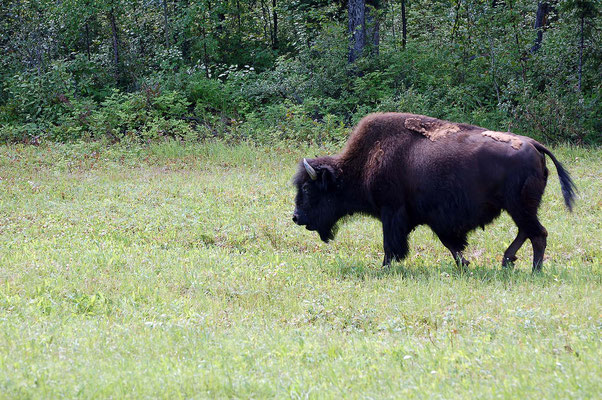 Büffel am Alaska Hwy