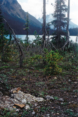 Emerald Lake