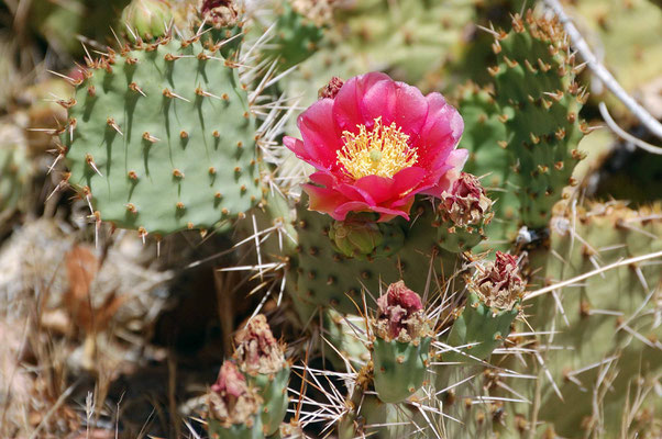 Opuntia basilaris, Campground Wahweap